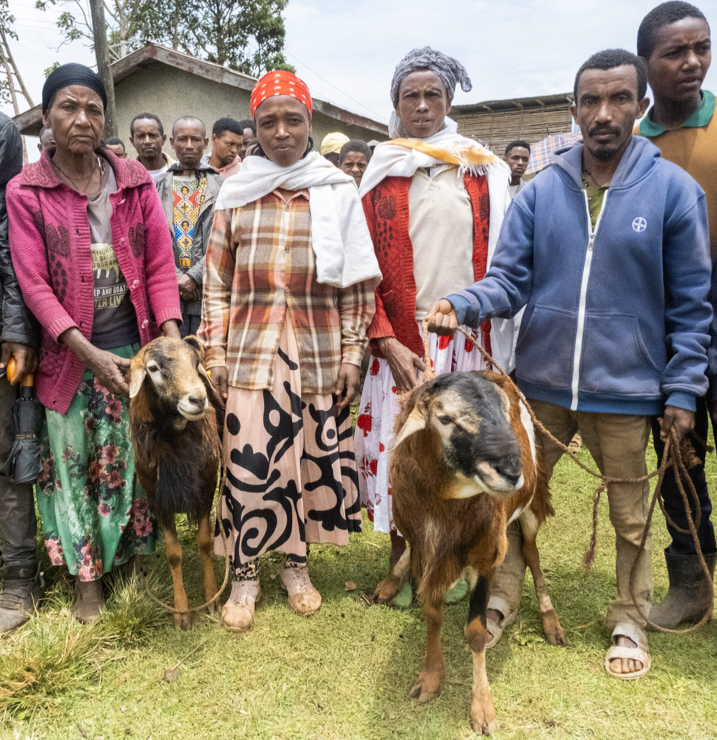 Gendered Impact Assessment of Small Ruminant Community-based Breeding Programs (CBBPs) in Ethiopia